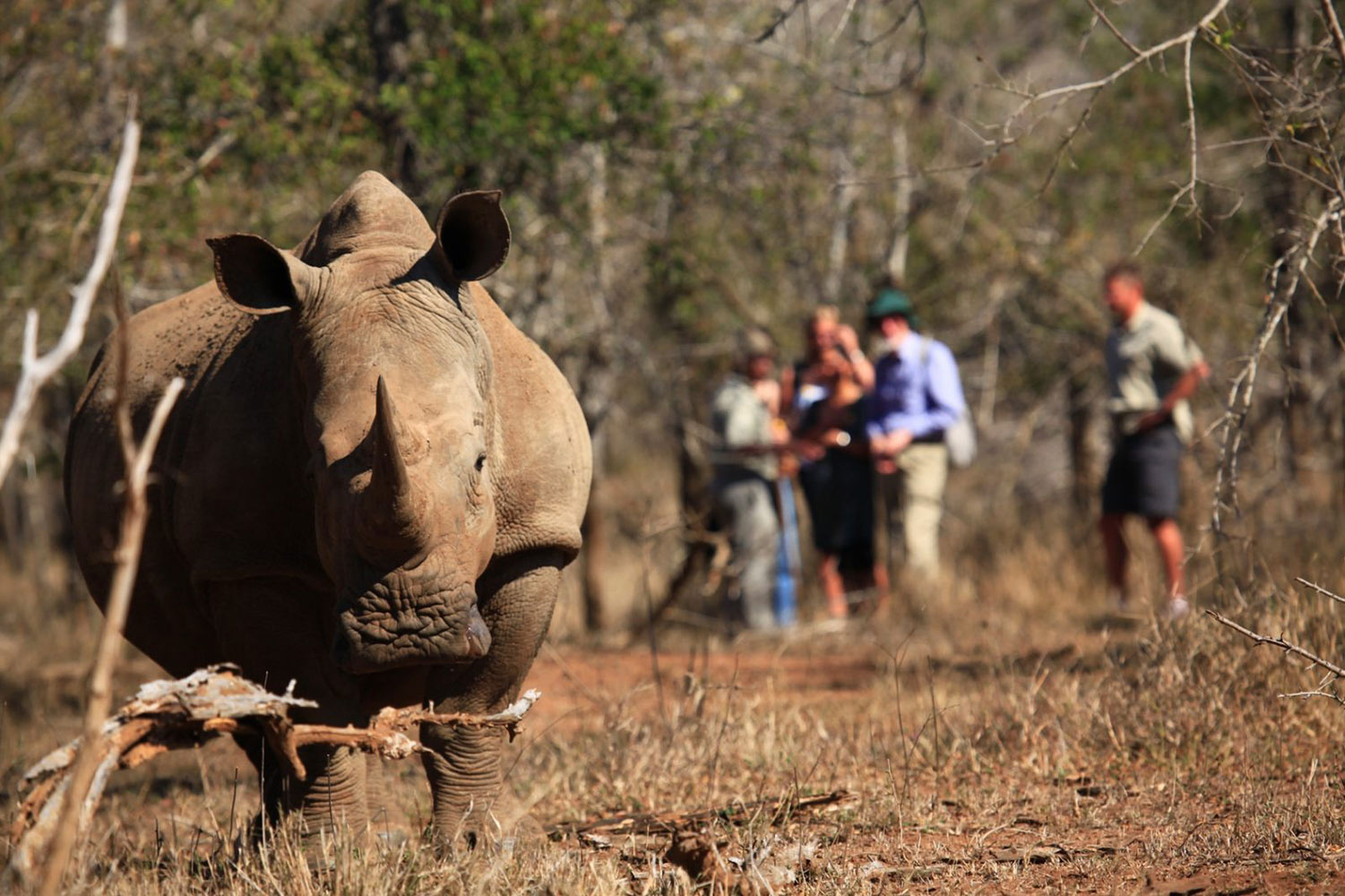White-Rhino-Tracking-1