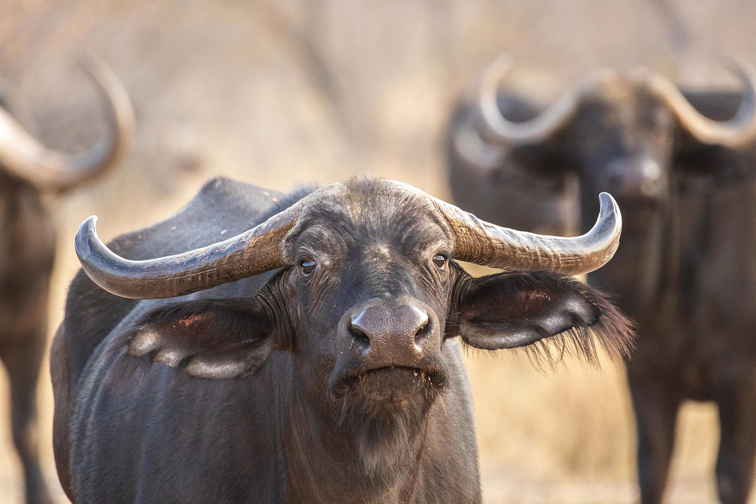 bulls