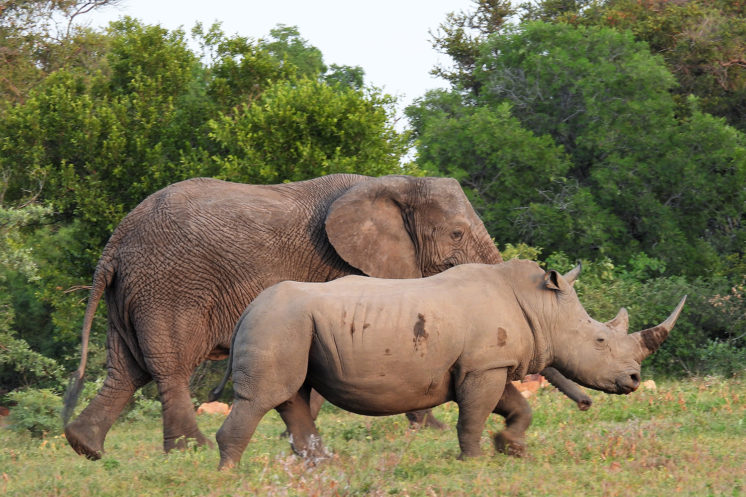 elephants
