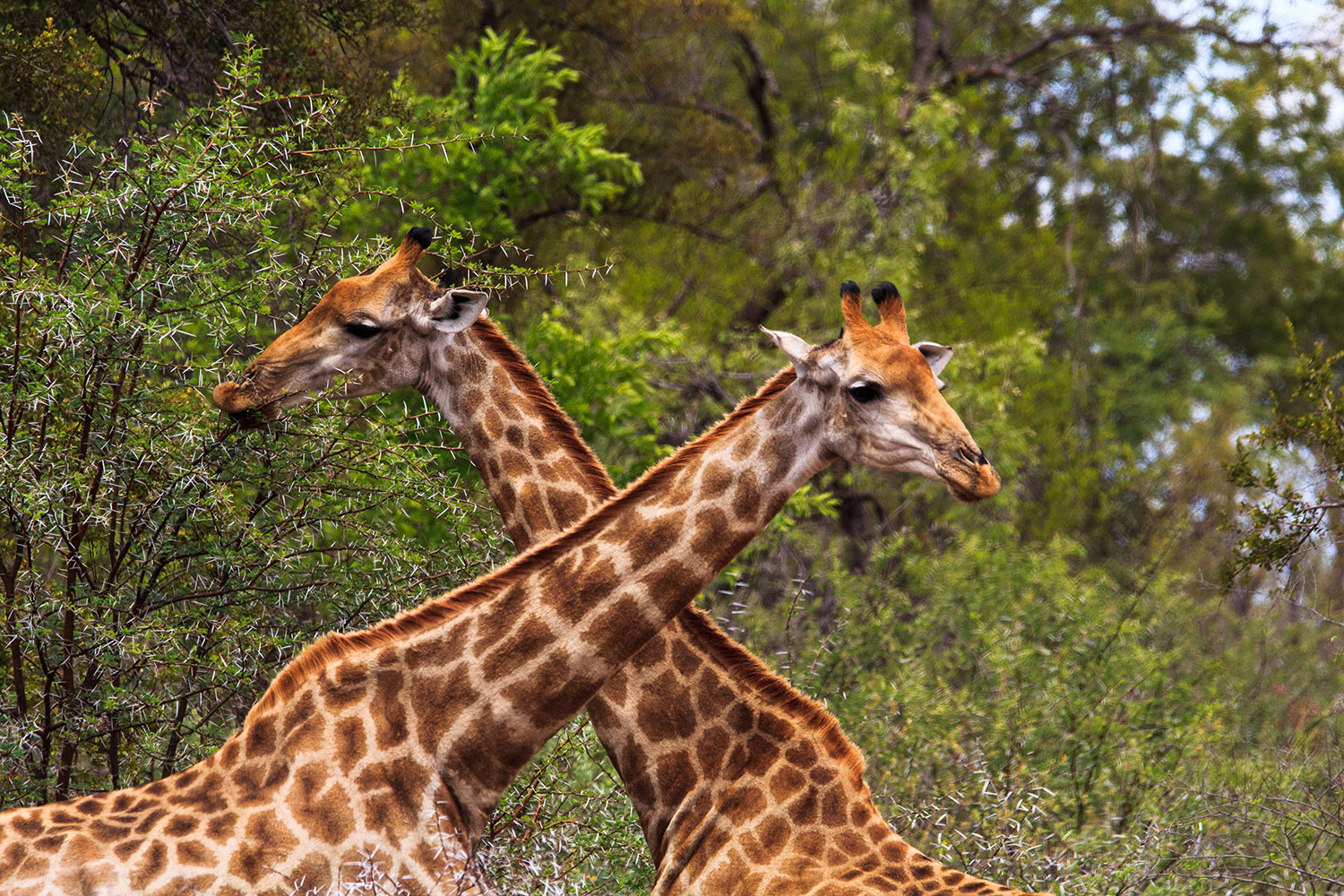 giraffes