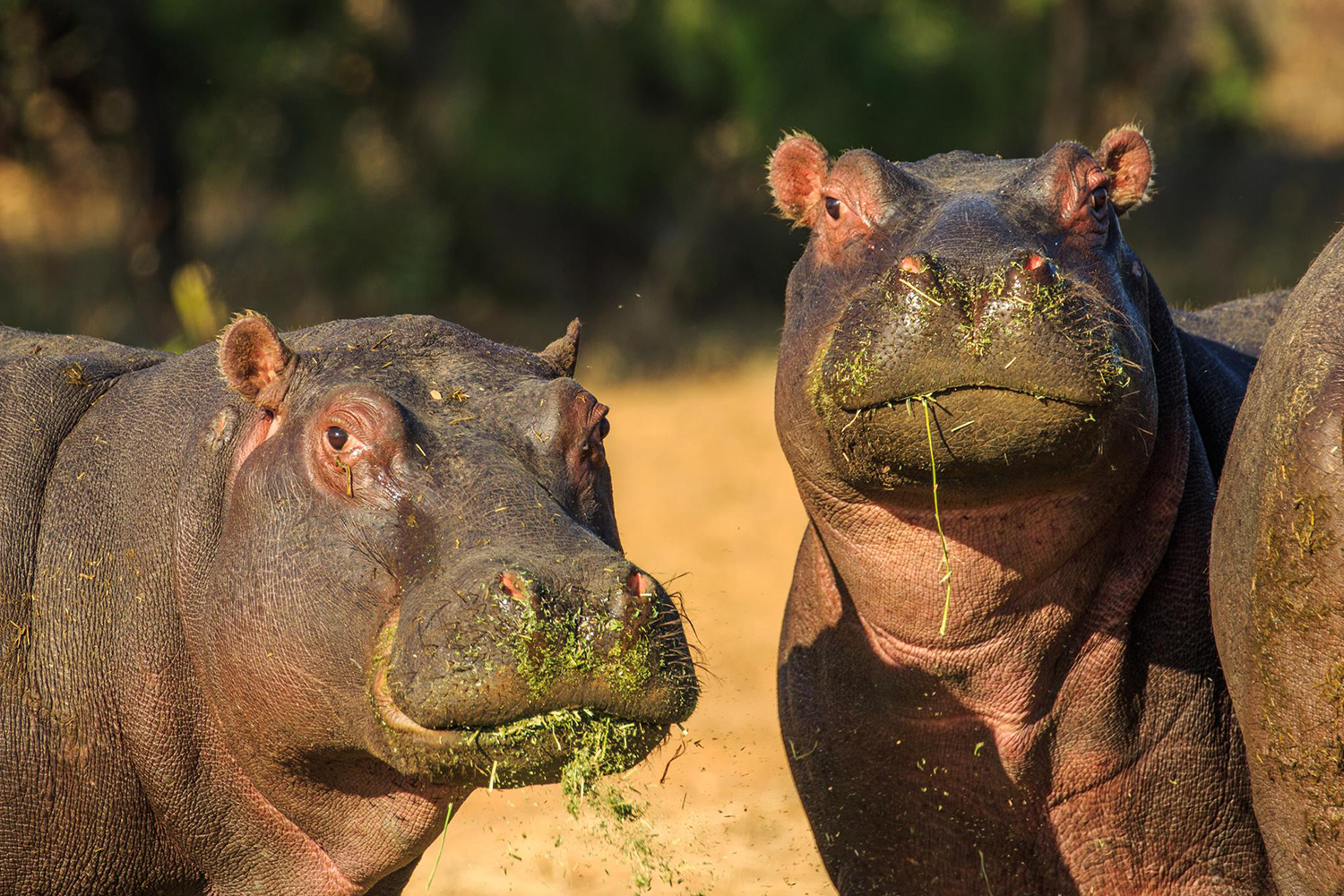 hippos