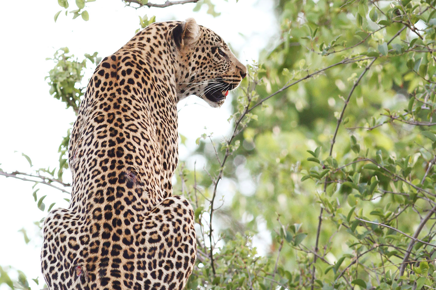 leopard