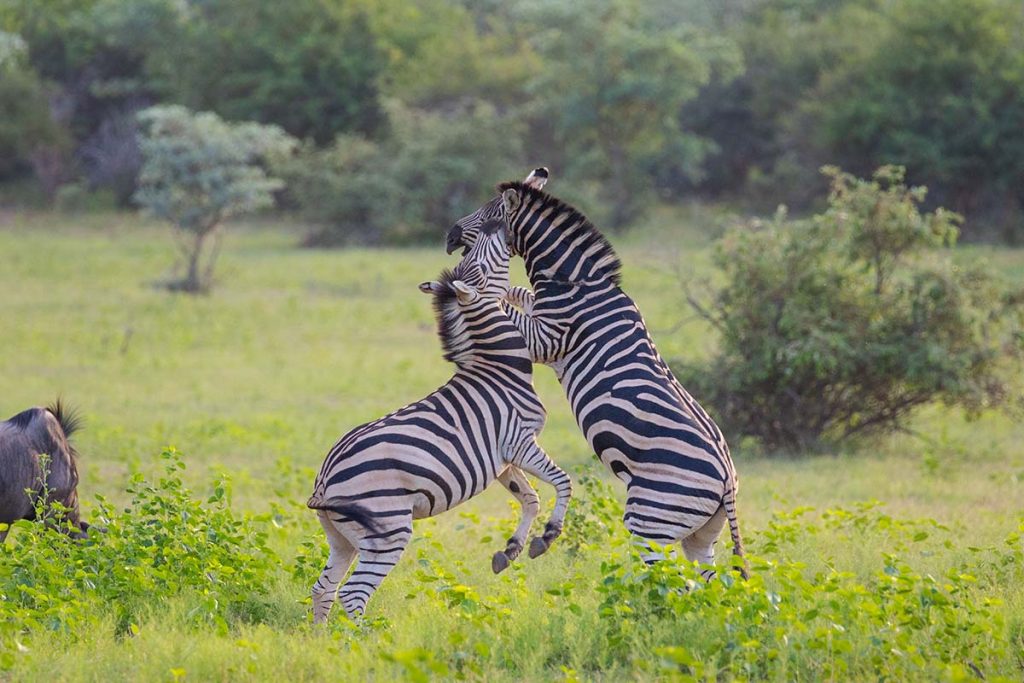 Wildlife (13)