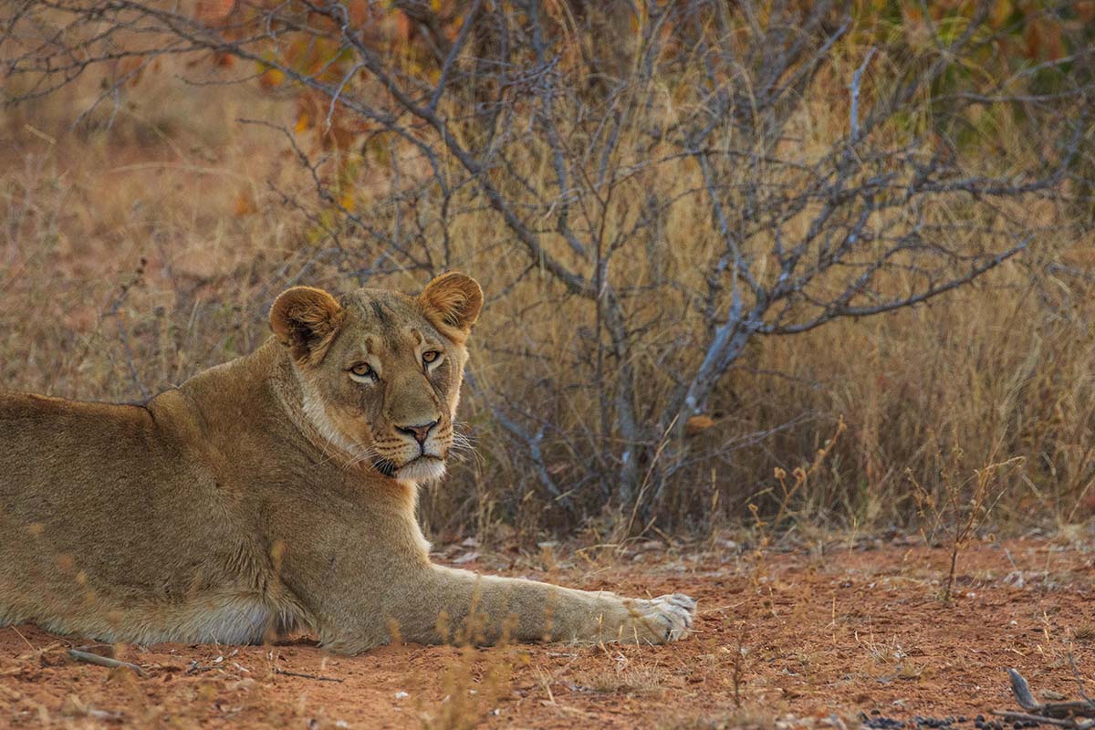 Wildlife (16)