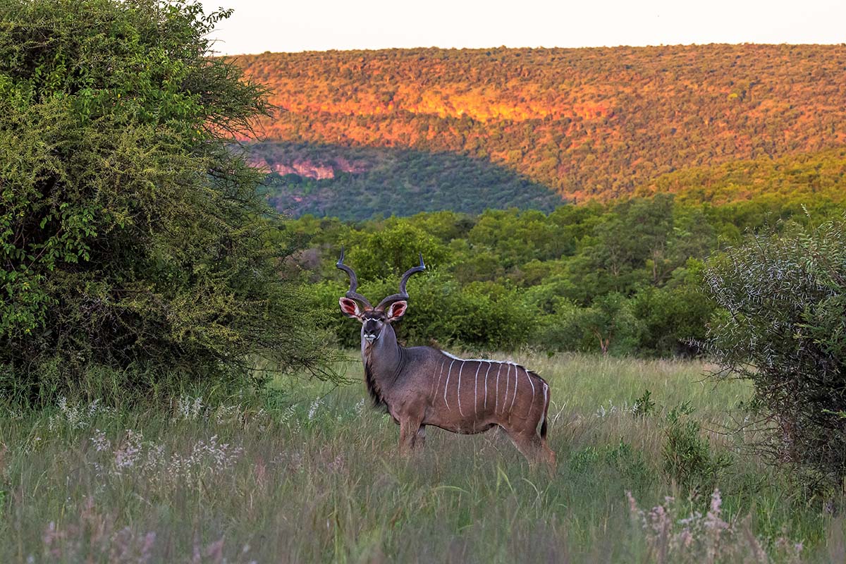 Wildlife (26)