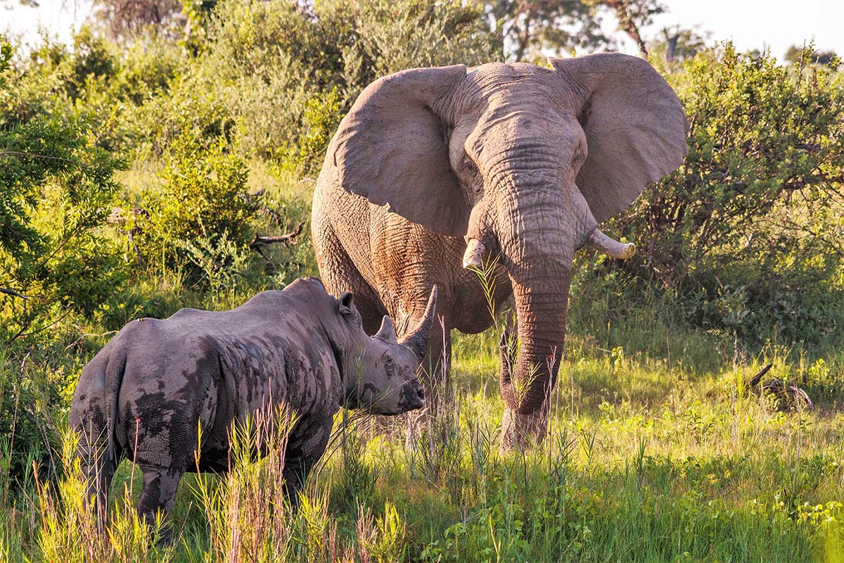 Wildlife (3)