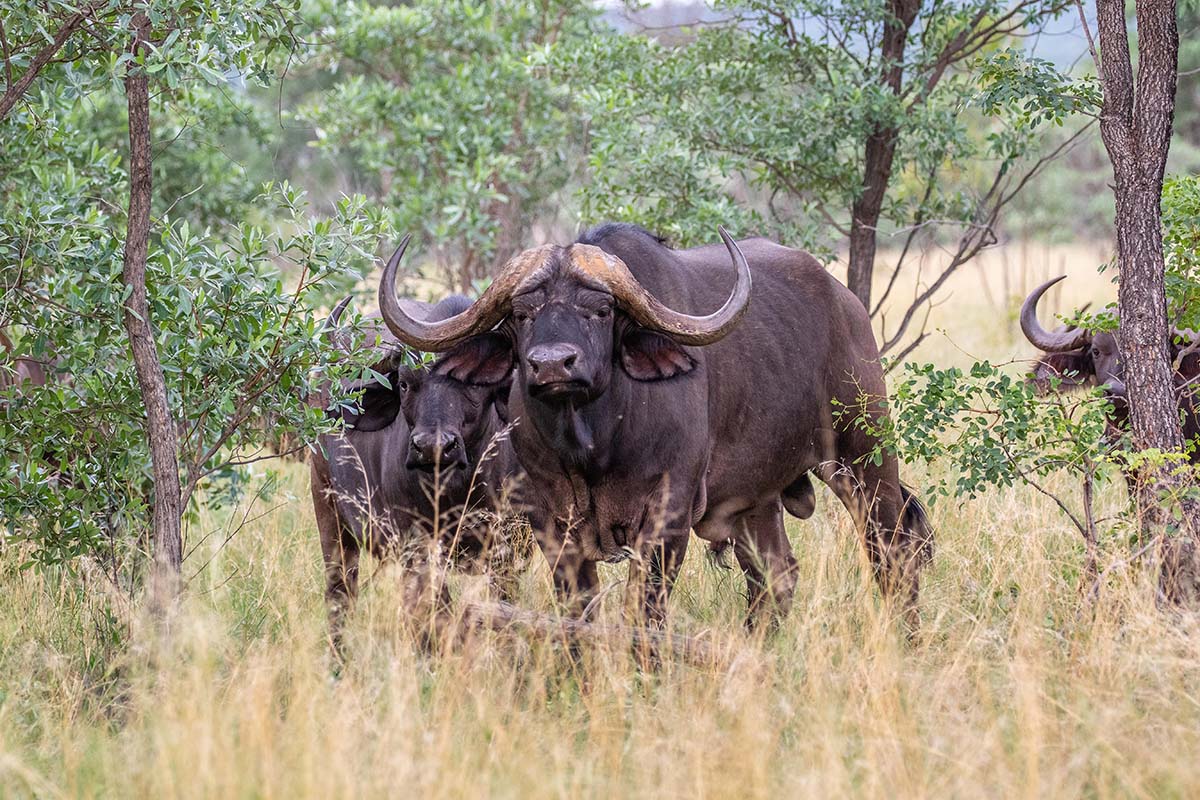 Wildlife (4)